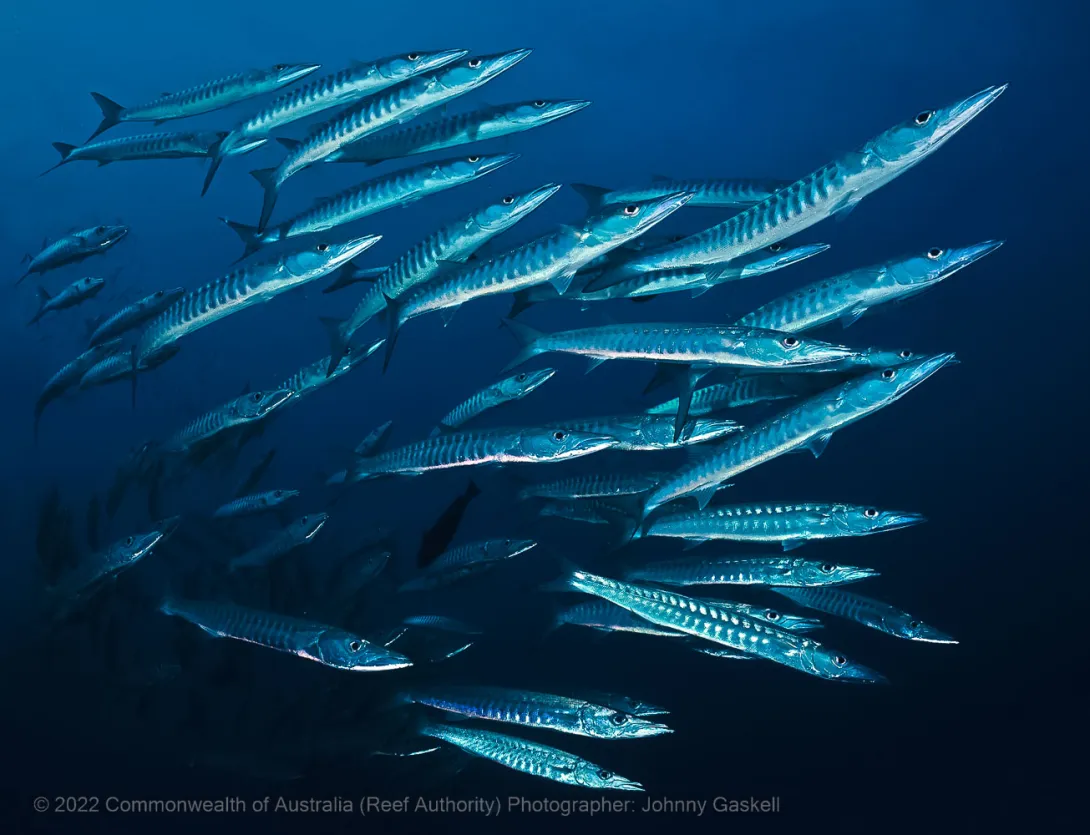 School of fish – Australia - © Commonwealth of Australia – (Reef Authority) - Photographer: Johnny Gaskell