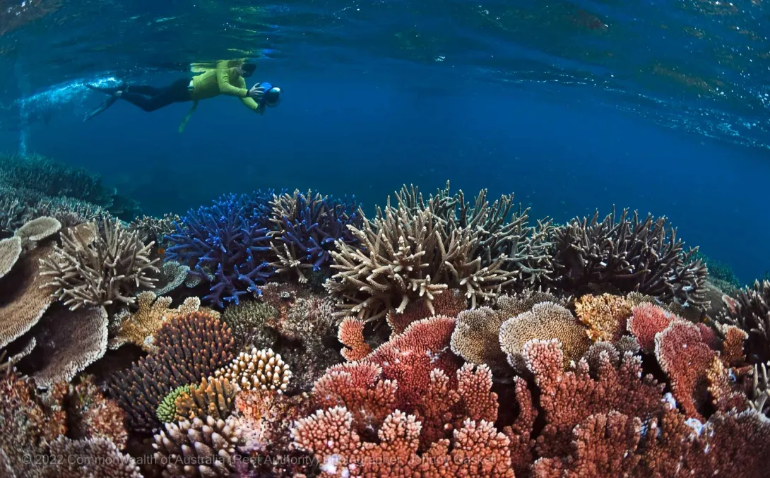 Master reef guide - Great Barrier Reef Marine Park - Australia - © Commonwealth of Australia – (Reef Authority) - Photographer: Johnny Gaskell