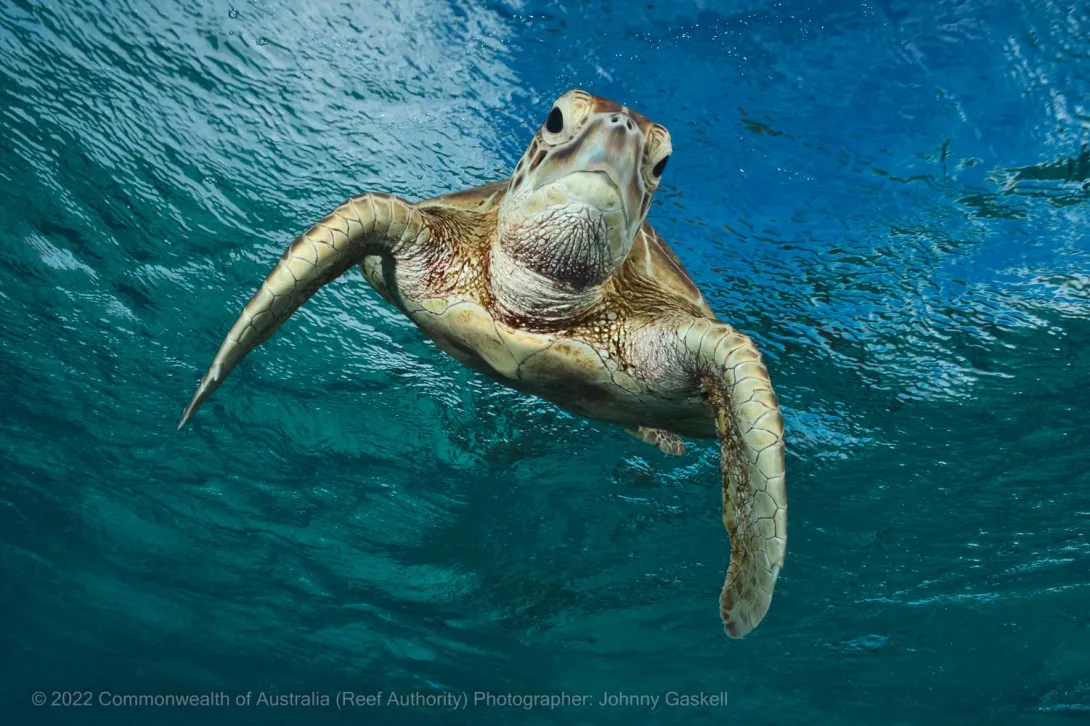 Turtle photo - – Australia - © Commonwealth of Australia – (Reef Authority) - Photographer: Johnny Gaskell