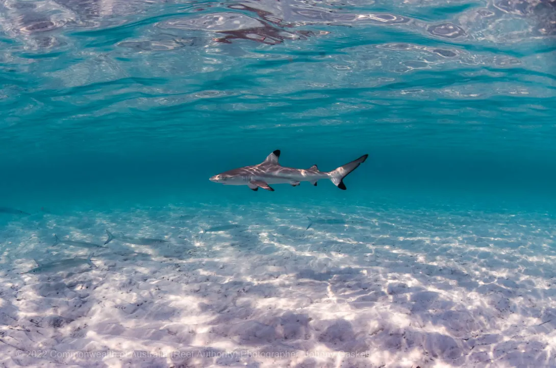 Black tip reef shark - Great Barrier Reef Marine Park - Australia - © Commonwealth of Australia – (Reef Authority) - Photographer: Johnny Gaskell