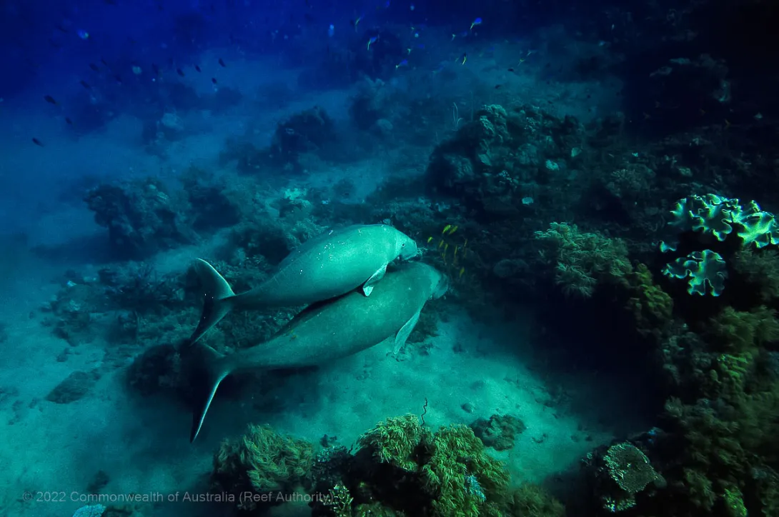 Dugong mother and calf photo - Great Barrier Reef Marine Park - Australia - © Commonwealth of Australia – (Reef Authority) - Photographer: Johnny Gaskell