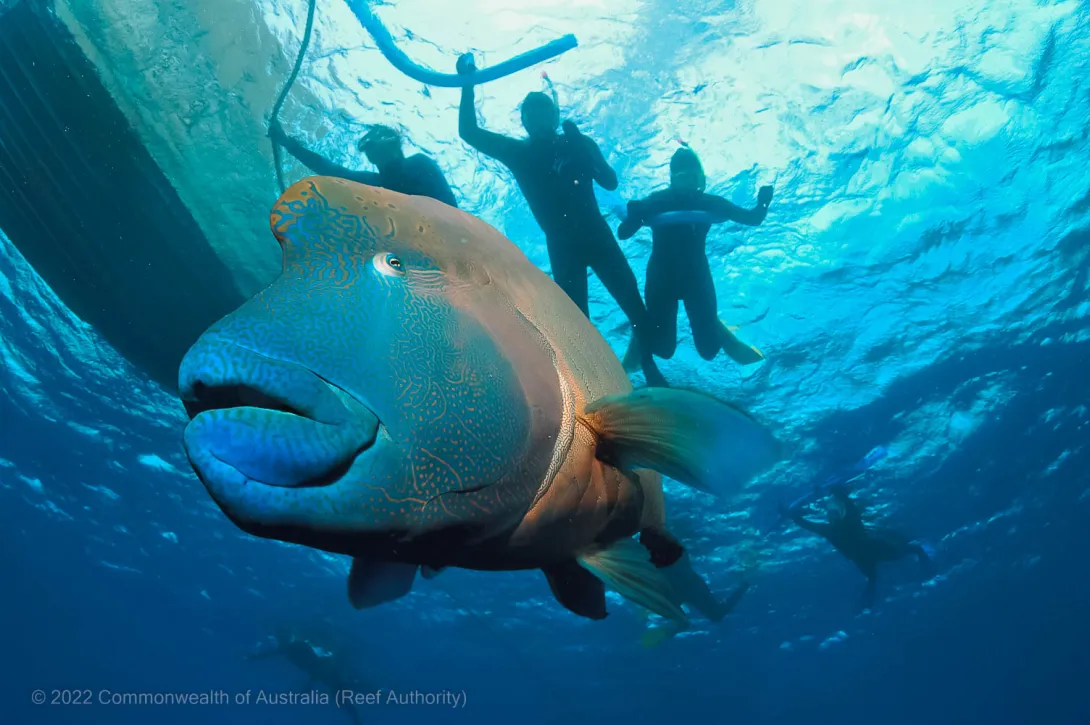 Maori Wrasse Snorkel Tourism 