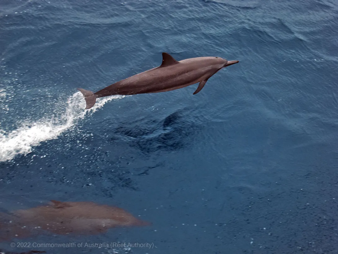 Dolphin Jump Tourism Boat Watching Encounter