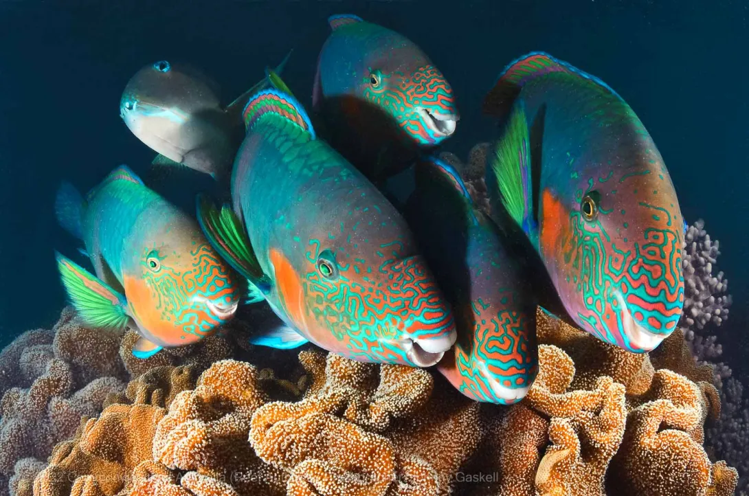 Parrotfish School Fish Soft Coral