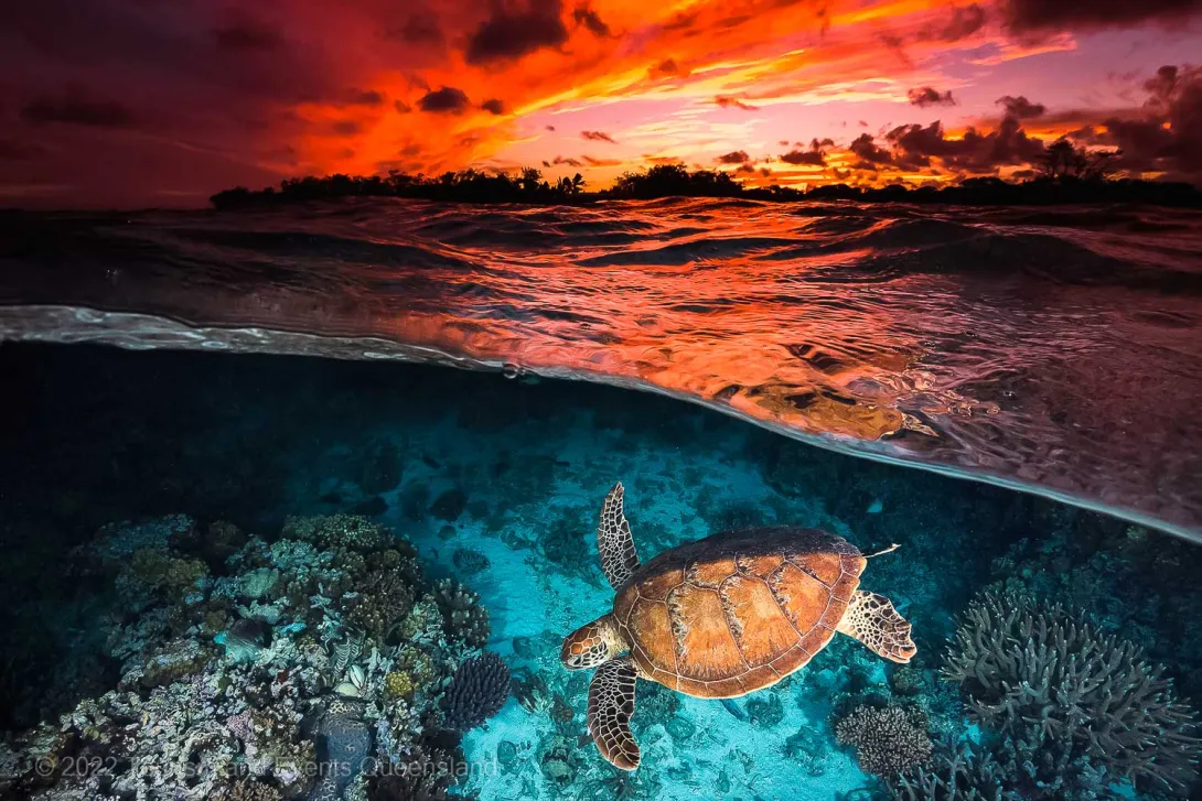 Turtle swimming over coral and sunset image – Australia - © Tourism and Events Queensland