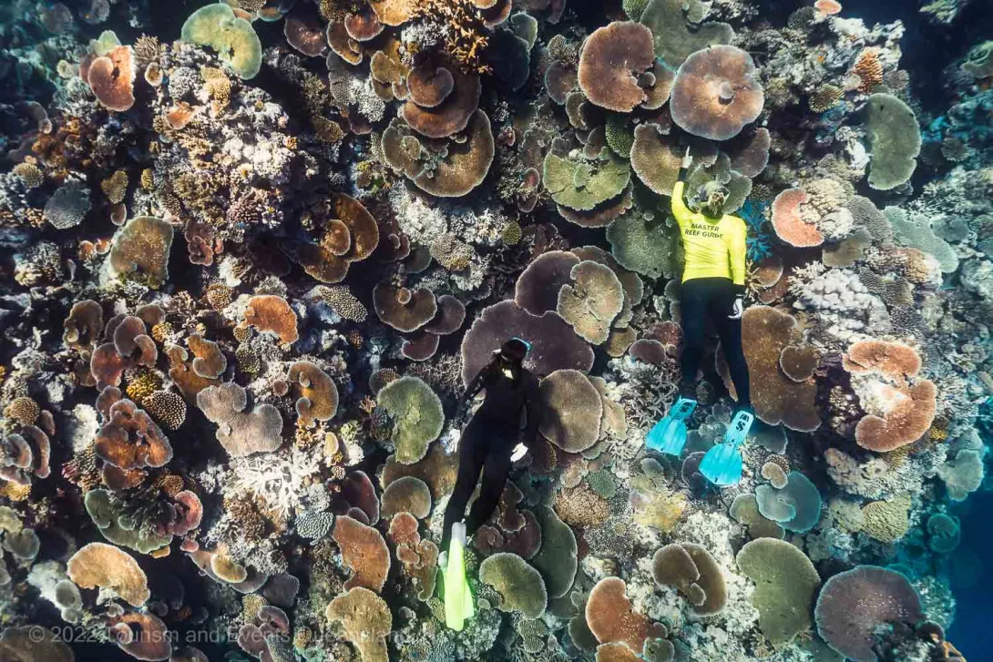 Master Reef Guide Interpreting Reef Health and Impacts