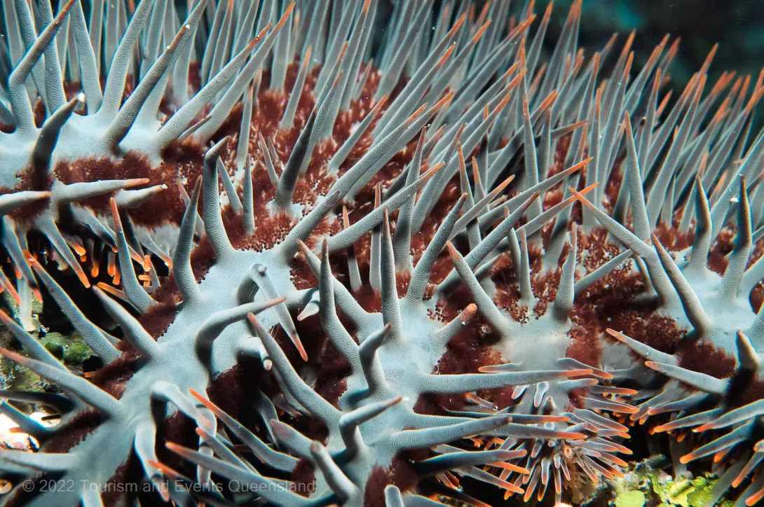 Crown-of-thorns starfish - Great Barrier Reef  – Australia - © Tourism and Events Queensland