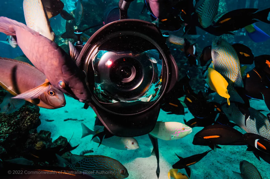 Filming at Reef HQ Aquarium in the coral reef exhibit © Commonwealth of Australia (Reef Authority)