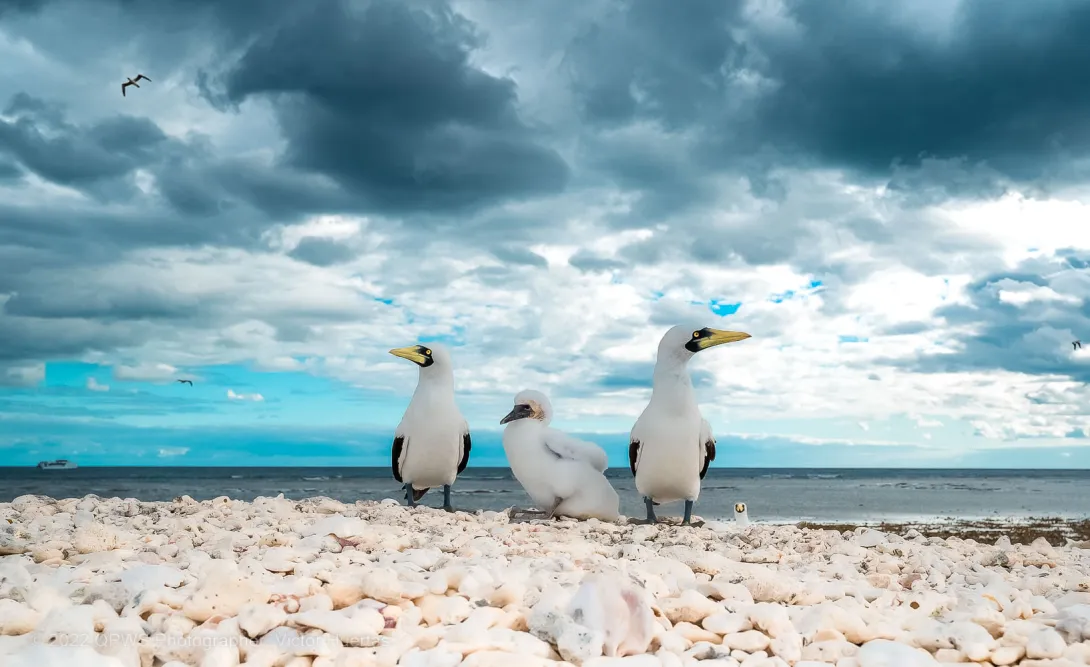 Sea birds along the Great Barrier Reef photo – Australia - © Tourism and Events Queensland