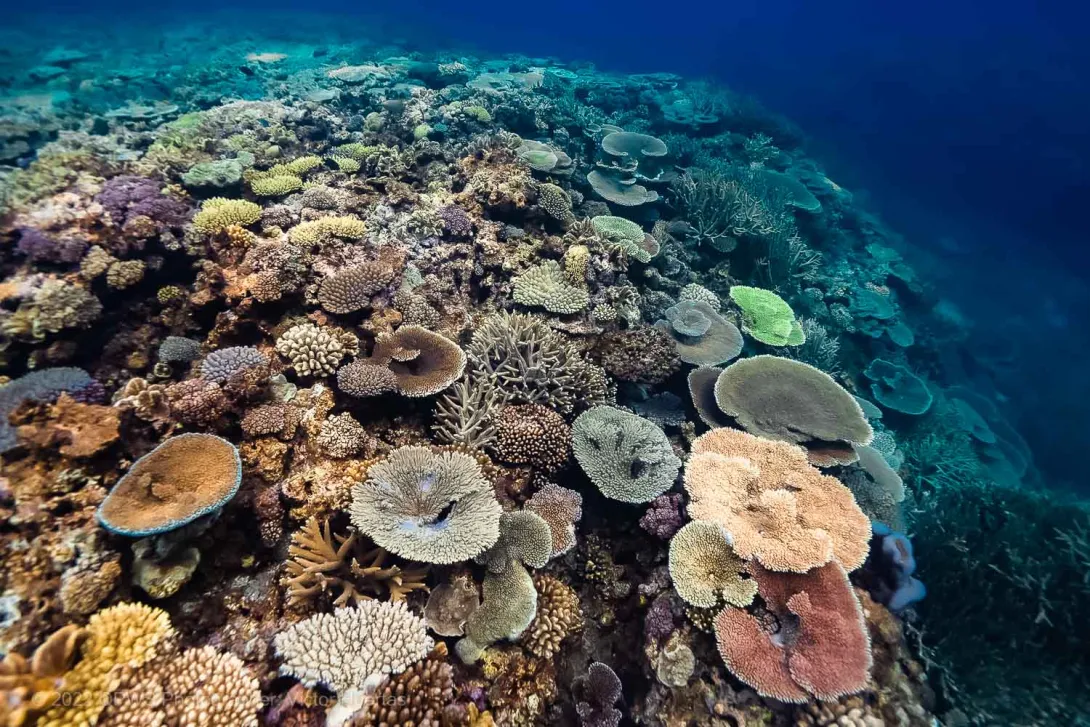 Coral reef – Australia - © QPWS - Photographer: Victor Huertas