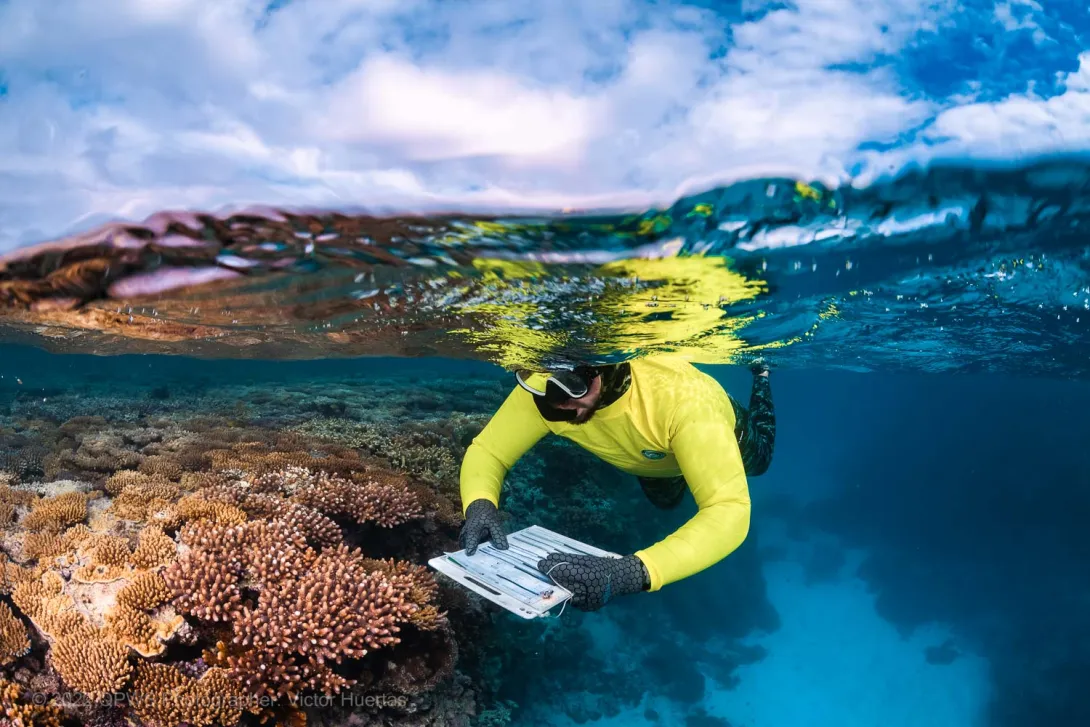 Reef health survey and turtle swimming past – Australia - © QPWS - Photographer: Victor Huertas