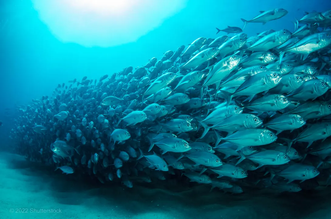 Schooling fish on the Reef