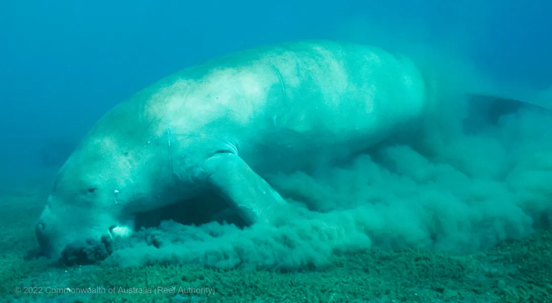 Dugong eating seagrass - Commonwealth of Australia (Reef Authority)