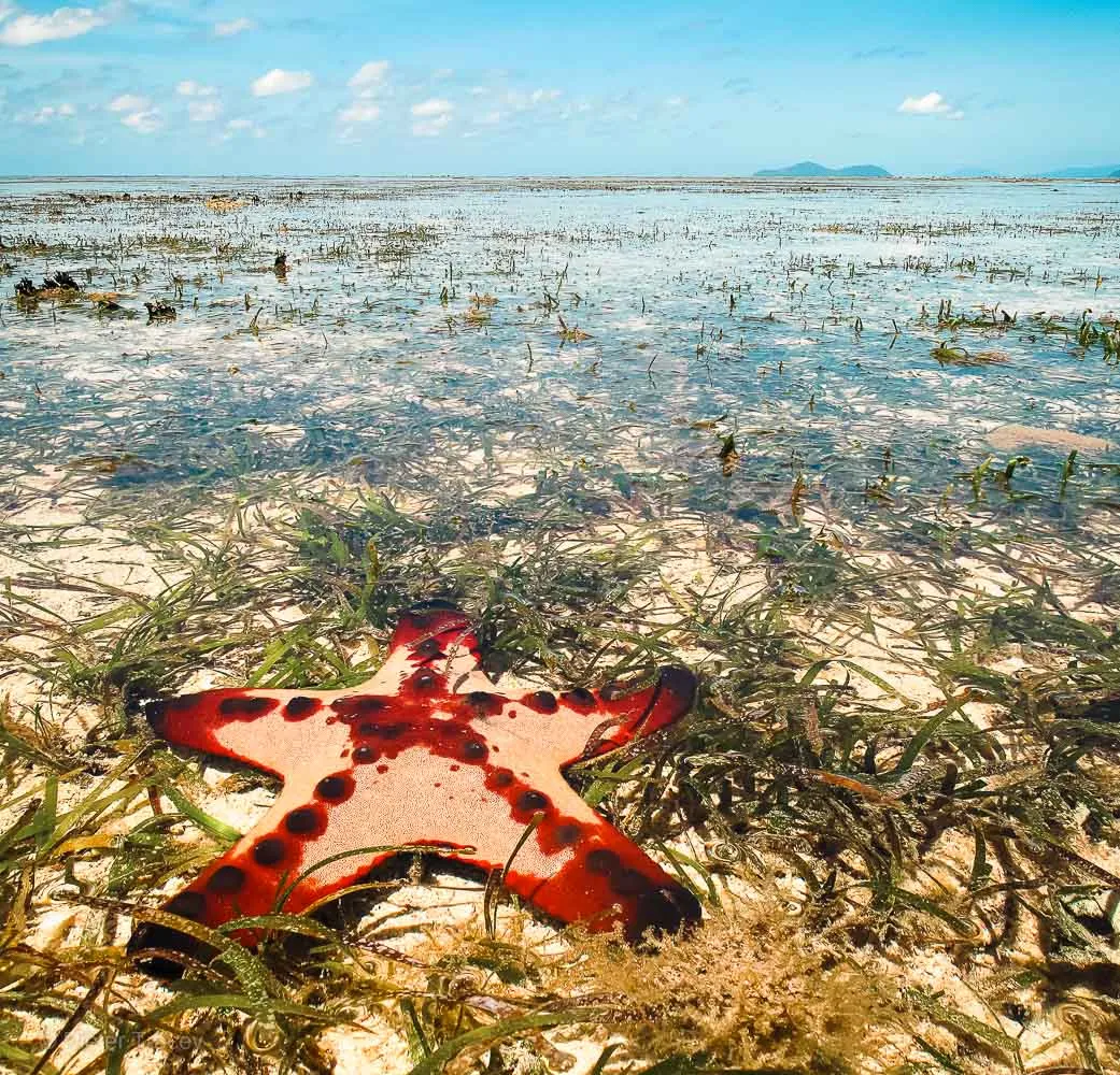 A horned sea star in seagrass on the reef flat at Green Island - © Dieter Tracey