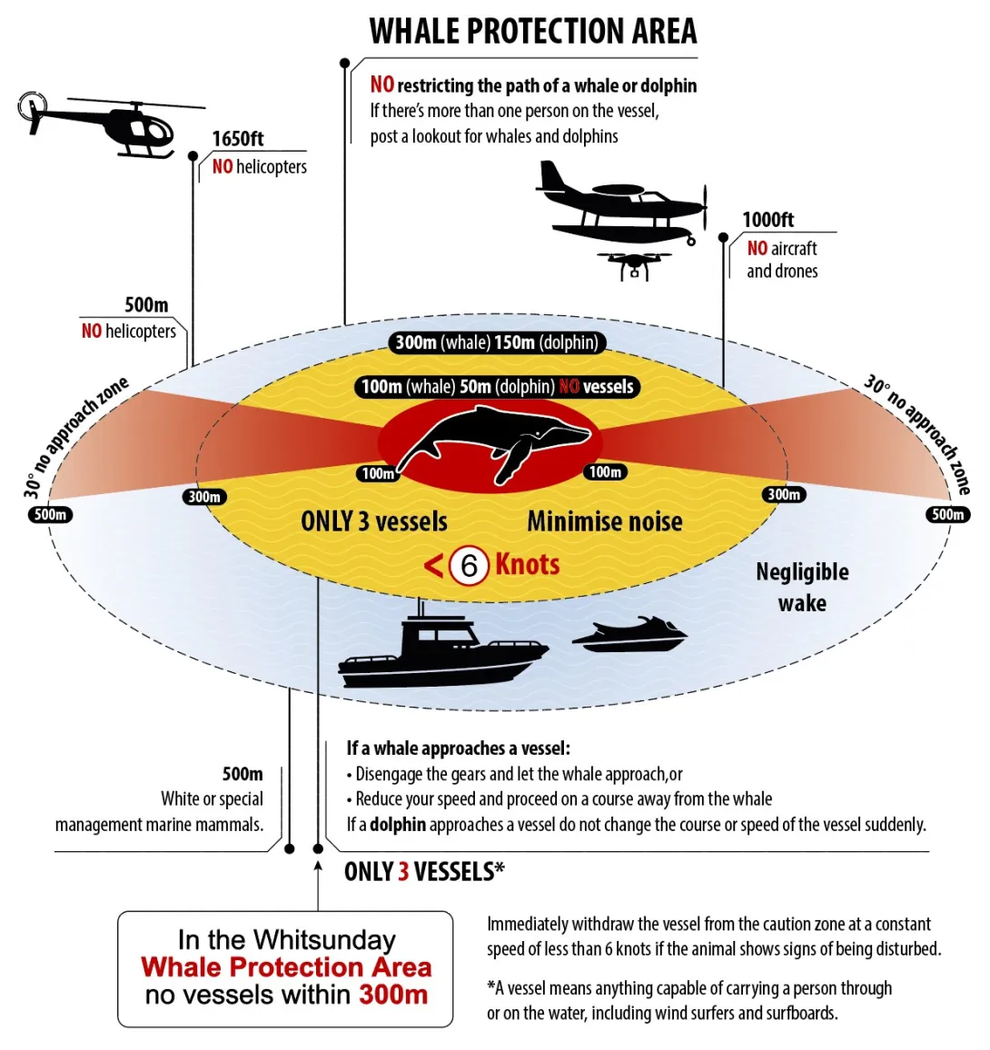 Safe-Whale-Distance-Graphic-2023