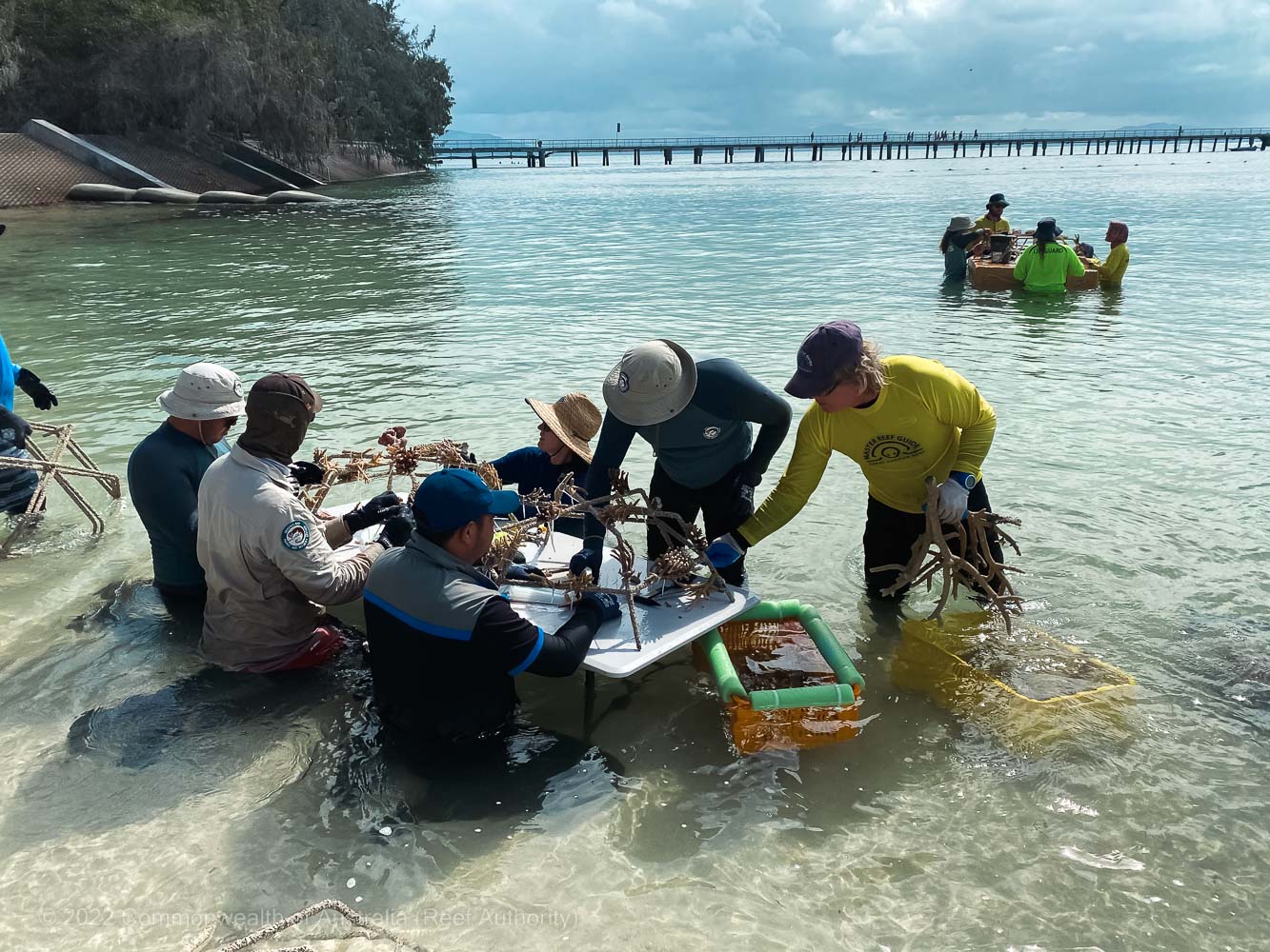 Green Island Reef Stars - Commonwealth of Australia (Reef Authority)