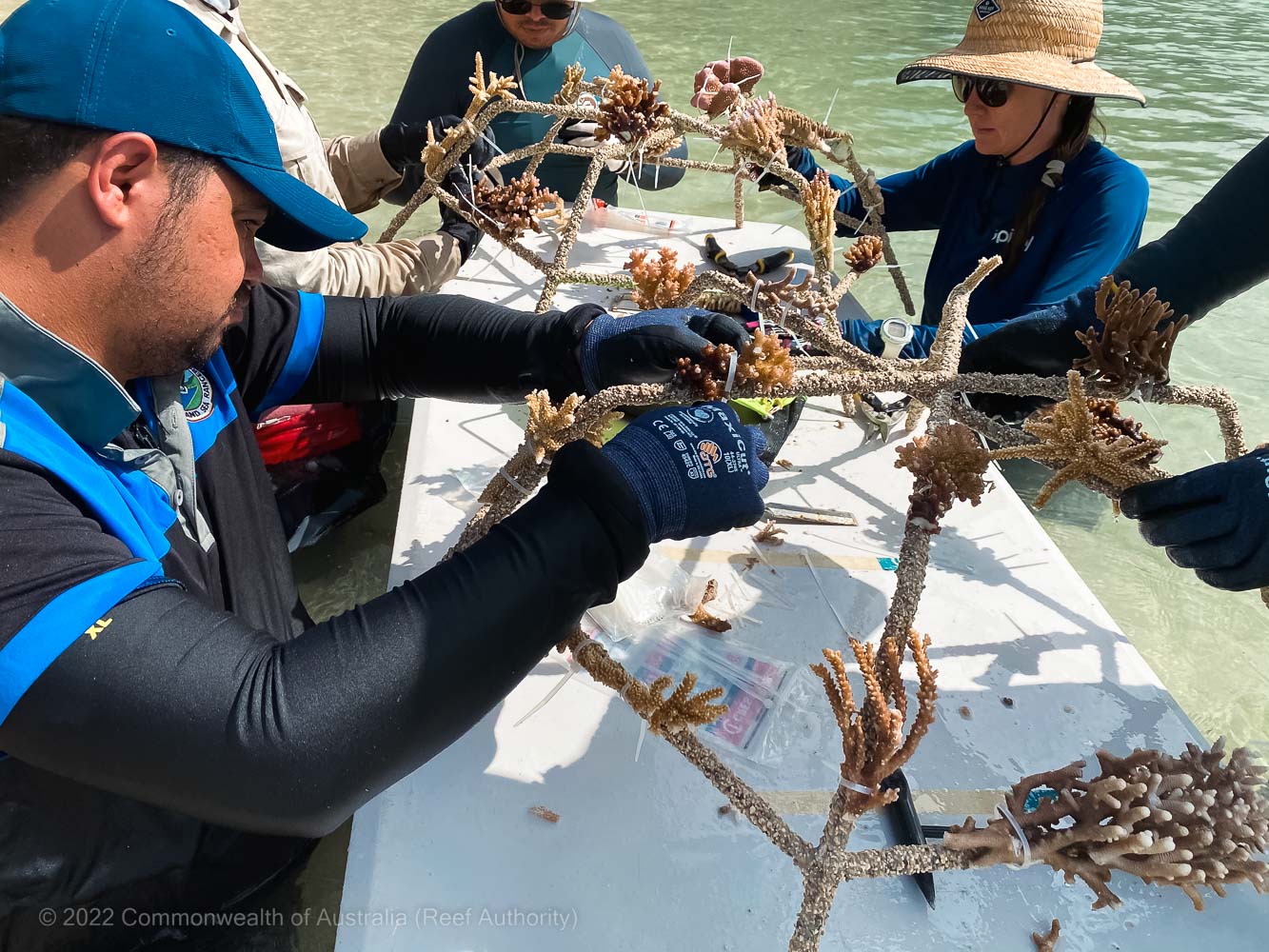 Green Island Reef Stars - Commonwealth of Australia (Reef Authority)