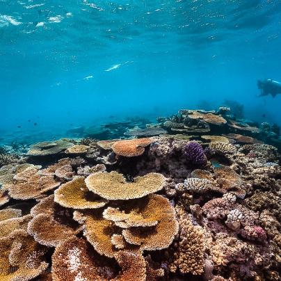 Commonwealth of Australia (Reef Authority)