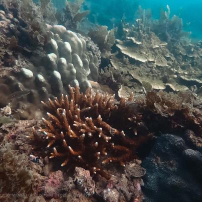 Water Quality Marine Monitoring Program - Commonwealth of Australia (Reef Authority)